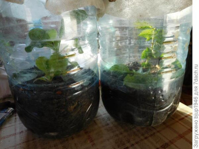 Колорадский жук и душистый табак